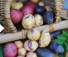 Racines & tubercules