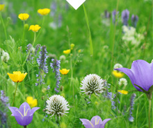 Semences fourrag&egrave;res