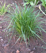 Cyperus esculentus