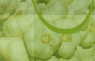 pommes de terre