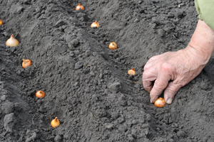 planter un bulbe d'oignon