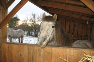 mon jardin - alimentation animale et soins