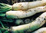 racines fourrag�res - toutes les informations sur le jardinage